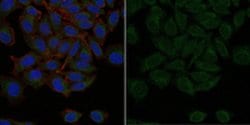 C9ORF72/C9RANT (Poly-PR) Rabbit anti-Human, Polyclonal, MilliporeSigma